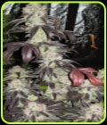 Black Kush - Cali Connection Seeds
