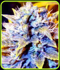 Black Kush x CBDX - Super CBDx Seeds
