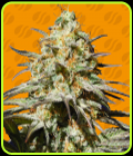 Black Orchid - Original Sensible Seeds