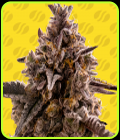 Black Orchid Auto - Original Sensible Seeds