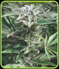 Black Rainbow - Masonrie Seeds