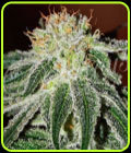 Black Russian - Delicious Seeds