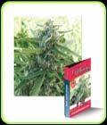 Sugar Black Rose Fast Version - Delicious Seeds
