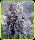 Black Valium - Top Shelf Elite Seeds
