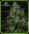 Black Valley - Ripper Seeds