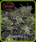 Black Widow - Positronic Seeds