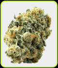 Black Zushi - TerpFarmz Seeds