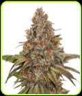 Blackberry Gum Auto - Seed Stockers