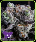 Blackberry Moonrocks - Anesia Seeds