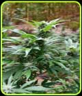 SALE - Blackberry OG CBD - Emerald Triangle - Emerald Triangle Seeds