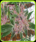 Blackwater - Cali Connection Seeds