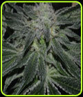 Blast - Gage Green Group