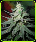 Blaze - British Columbia Seeds
