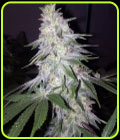 Blessed by Banana - Grateful Seeds