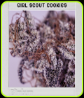Blimburn America - Girl Scout Cookies - BlimBurn Seeds