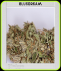 Blimburn America - Blue Dream - BlimBurn Seeds