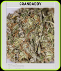 Blimburn America - Grandaddy Purple - BlimBurn Seeds