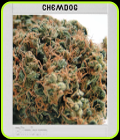 Blimburn America - Chemdog #4 - BlimBurn Seeds