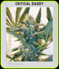 Blimburn America - Critical Daddy Purple - BlimBurn Seeds