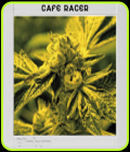 Blimburn America - Café Racer - BlimBurn Seeds