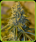 Blimburn America - Bruce Banner #3 - BlimBurn Seeds