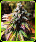 Blimburn America - Gorilla #4 - BlimBurn Seeds