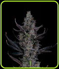Bling Blaow - Compound Genetics