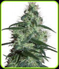 Blizzard - Seedmakers Seeds