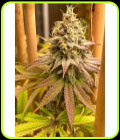 SALE - Blood Diamonds - Conscious Genetics - Conscious Genetics
