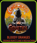 SALE - Bloody Oranges - Connoisseur Genetics - Conscious Genetics