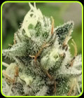 Blowrange - Grateful Seeds
