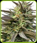 BlueBlood - Medicann Seeds