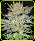 Blue Ace Auto CBD - Delicious Seeds