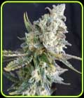 Blue Angel - Freedom of Seeds