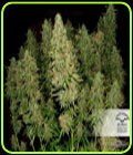 Blue Auto Mazar - Dutch Passion Seeds