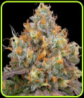 Blue Bacio - Grounded Genetics