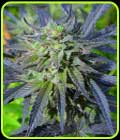 Blue Blood CBD - Medicann Seeds