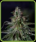 Blue BubbleBerry - Dready Seeds