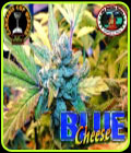 Blue Cheese - Big Buddha Seeds