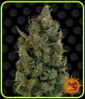 Blue Cheese - Barneys Farm Seeds