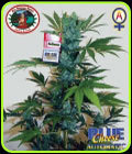 Blue Cheese Automatic - Big Buddha Seeds