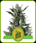 Blue Cheese Automatic - Royal Queen Seeds