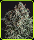 Blue Cheese x SCBDX - Super CBDx Seeds