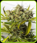Blue Critical Auto - Dinafem Seeds