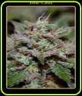 Blue Cush Auto - Mephisto Genetics