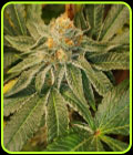 Blue D5 - Old School Genetics