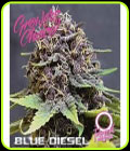 Blue Diesel Auto - Growers Choice