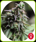 Blue Dream - The Bulldog Seeds