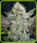 Blue Dream - Garden of Green