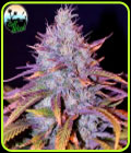 Blue Dream - Cali Weed Seeds
